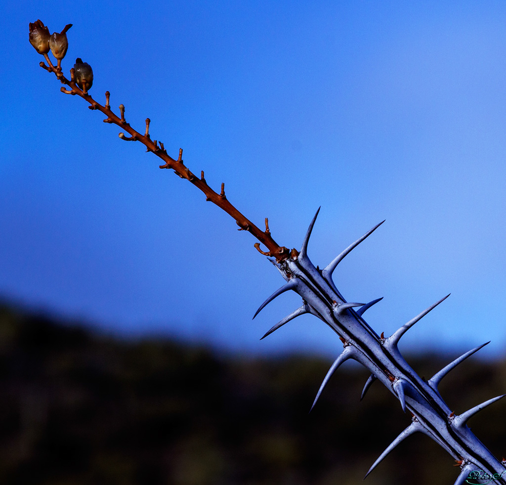 %_tempFileNameIMG_6035%