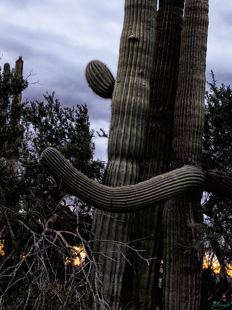 %_tempFileNameIMG_6067%