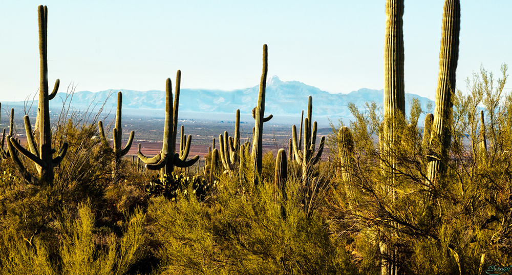 %_tempFileNameIMG_6070%