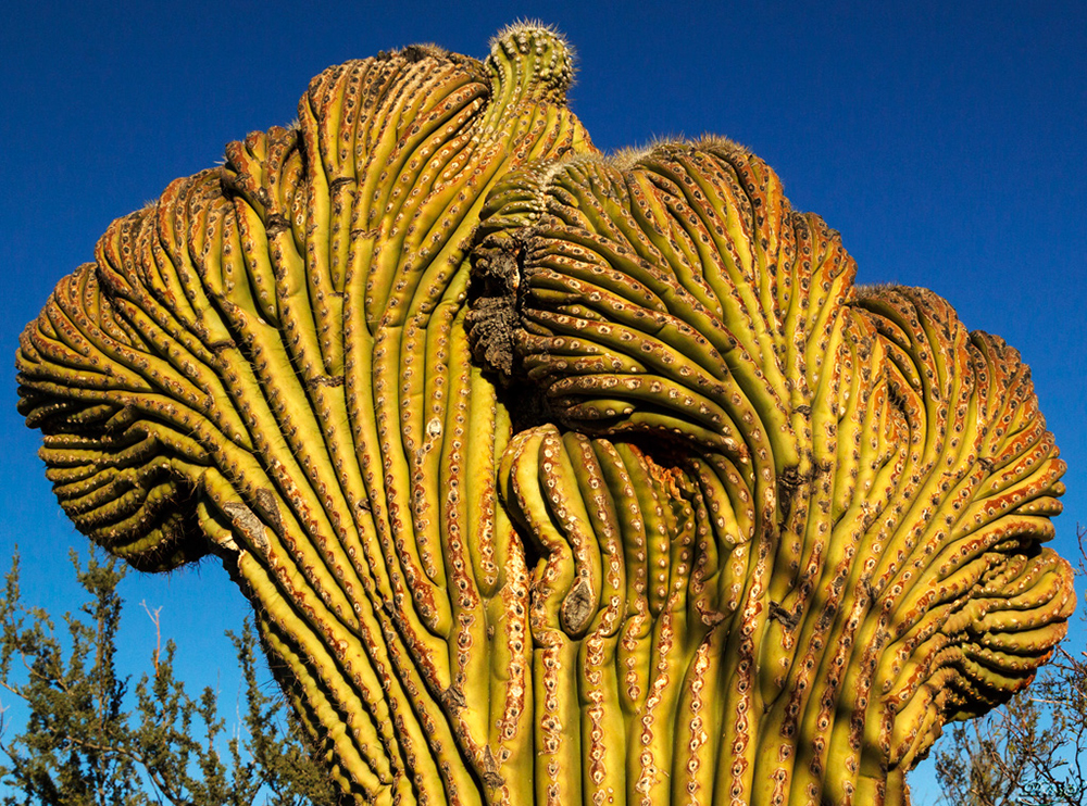 %_tempFileNameIMG_6098%