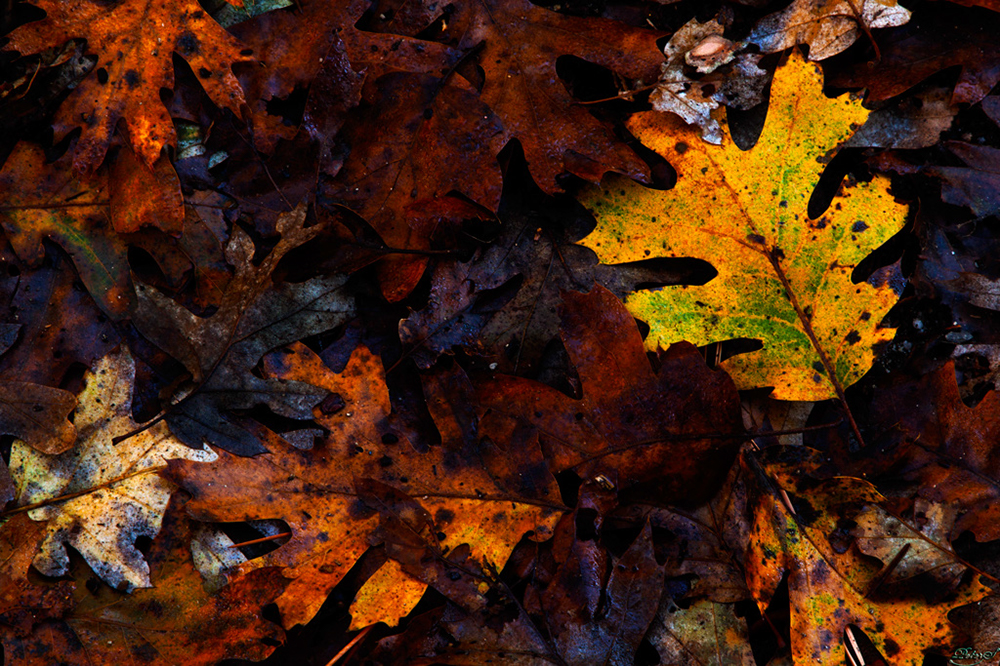 %_tempFileNameIMG_2506%