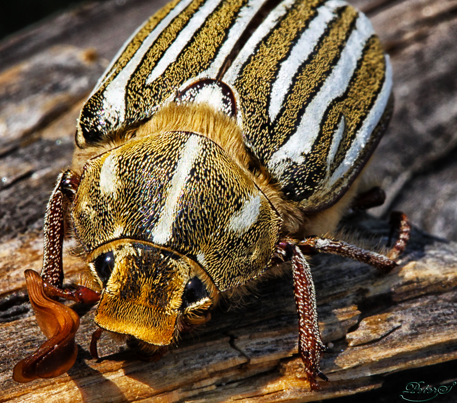 %_tempFileNameIMG_1267%