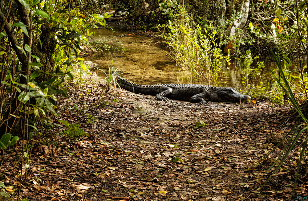 %_tempFileNameIMG_6977%