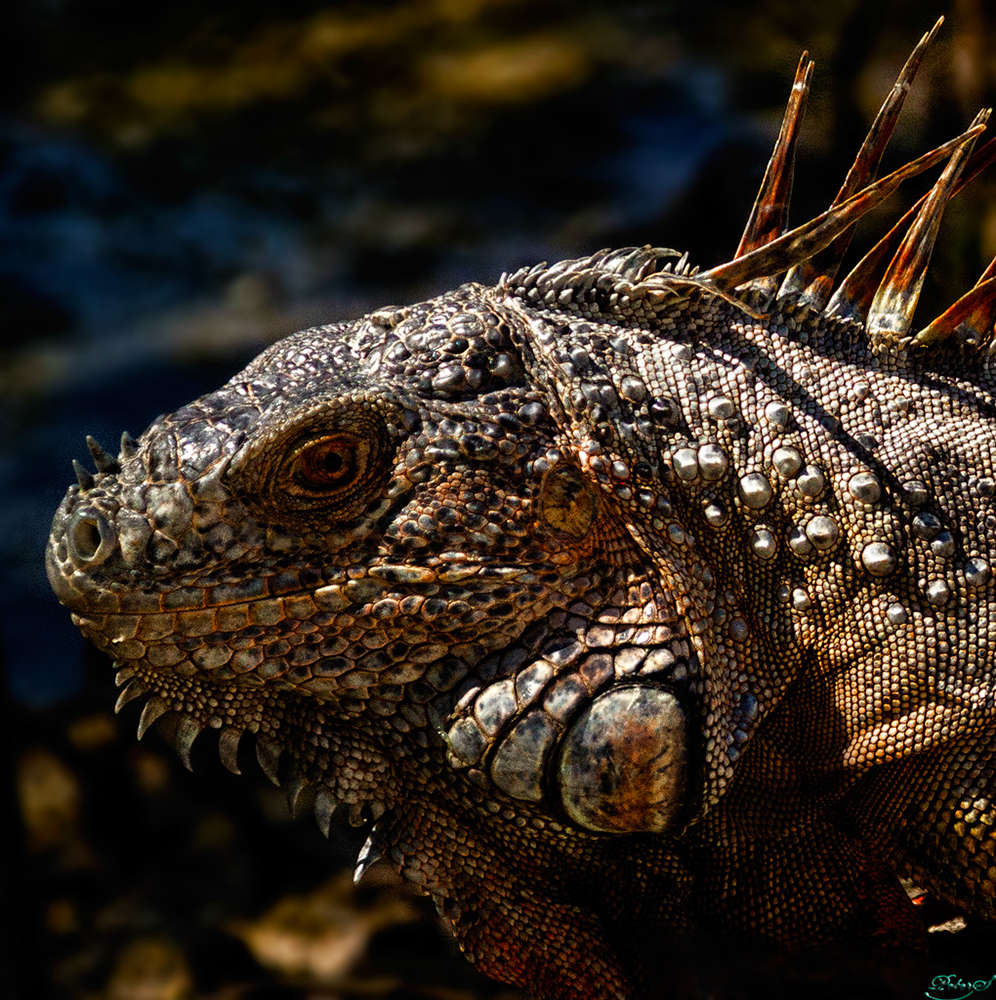 %_tempFileNameIMG_6989%