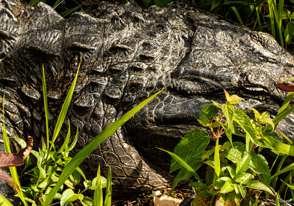 %_tempFileNameIMG_7027%