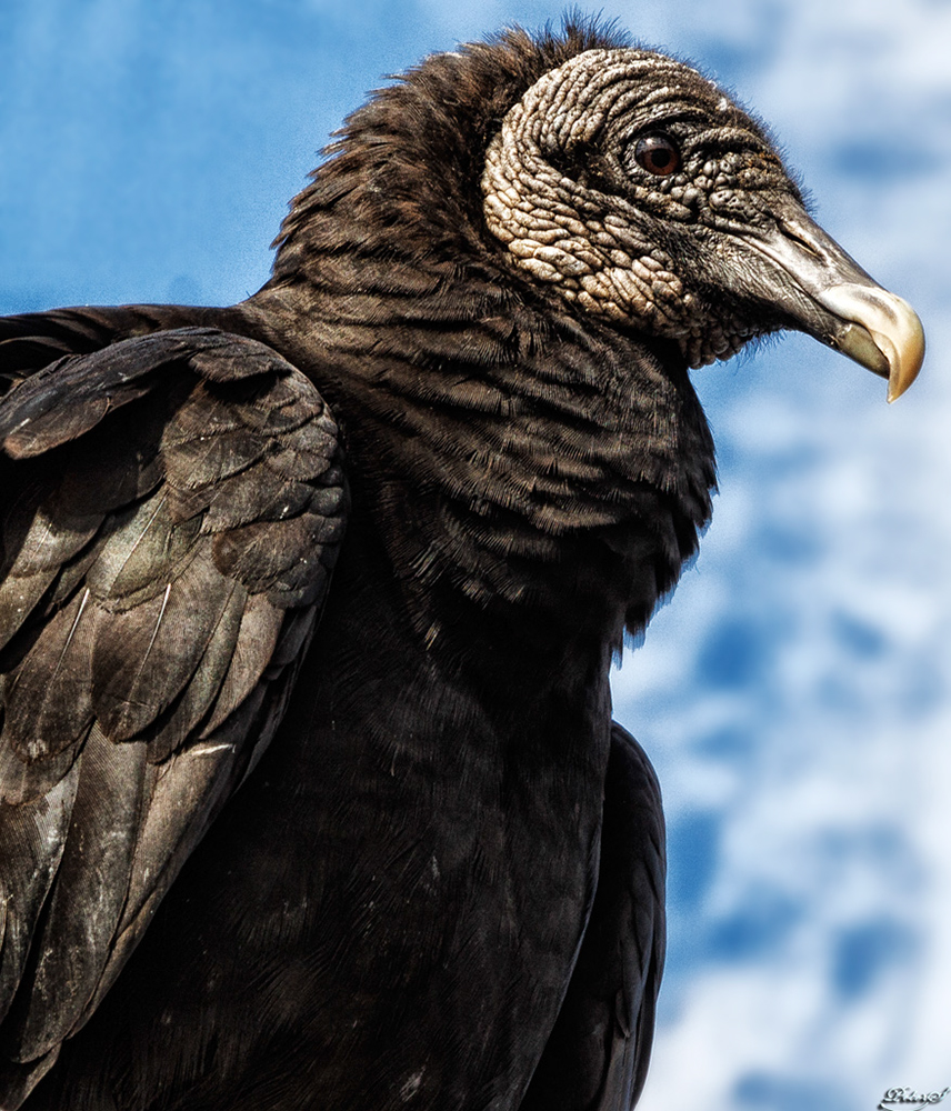 %_tempFileNameIMG_7033%