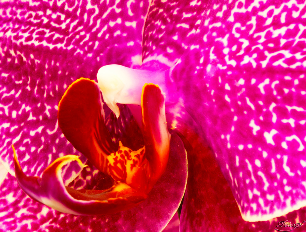 %_tempFileNameIMG_5581%