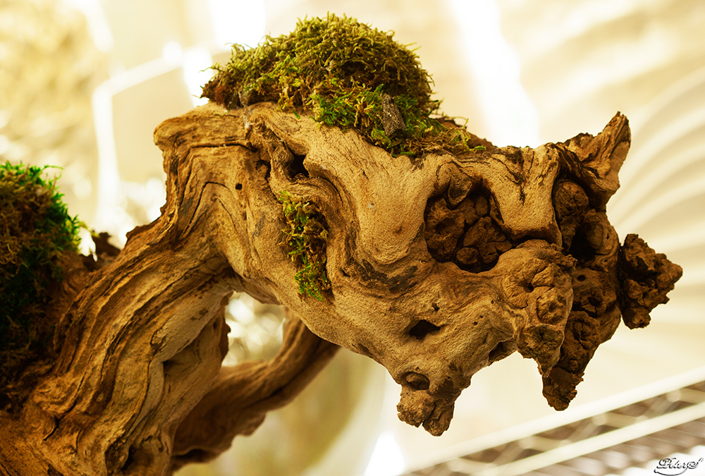 %_tempFileNameIMG_5593%