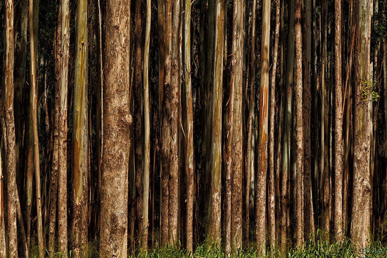 %_tempFileNameIMG_0952%