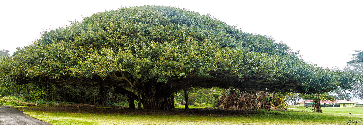 %_tempFileNameIMG_0994%