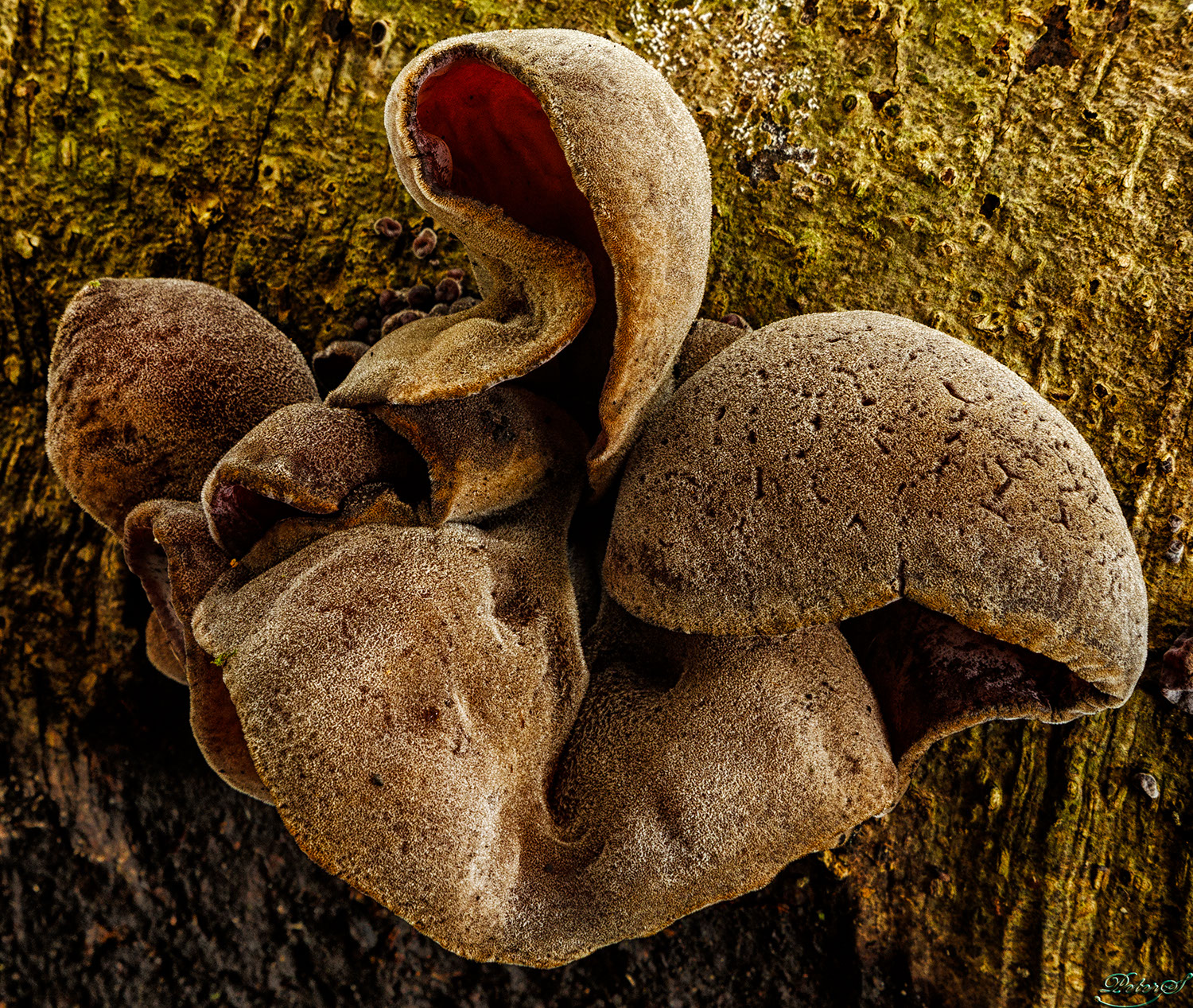 %_tempFileNameIMG_1009%