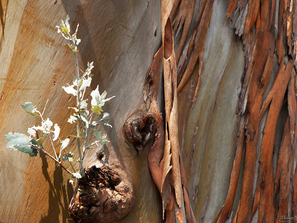 %_tempFileNameIMG_0055%