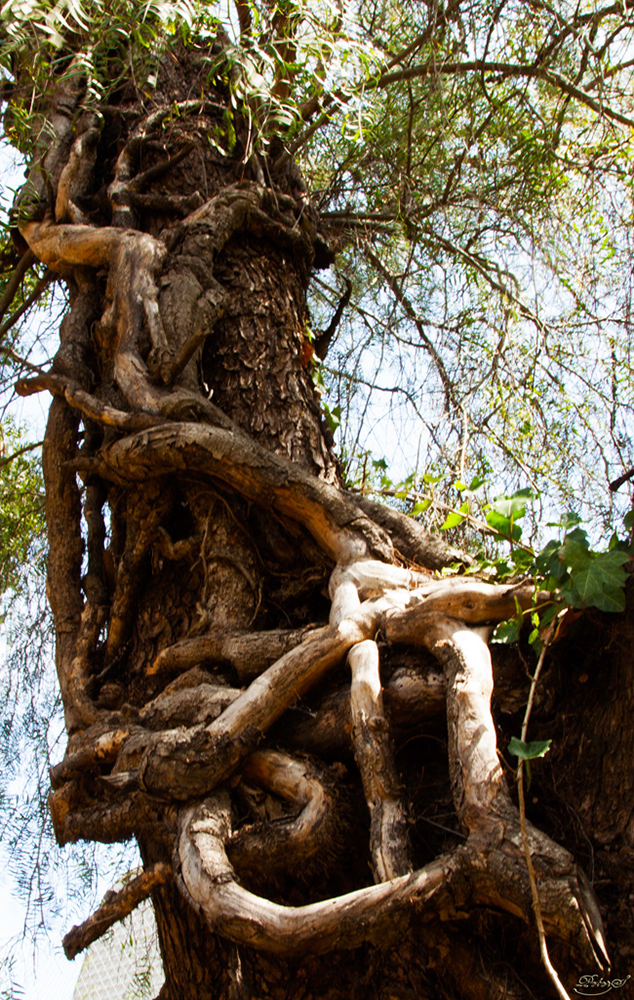 %_tempFileNameIMG_0082%