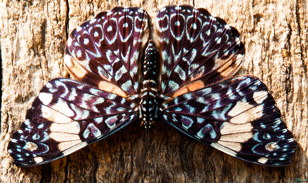 %_tempFileNameIMG_0814%