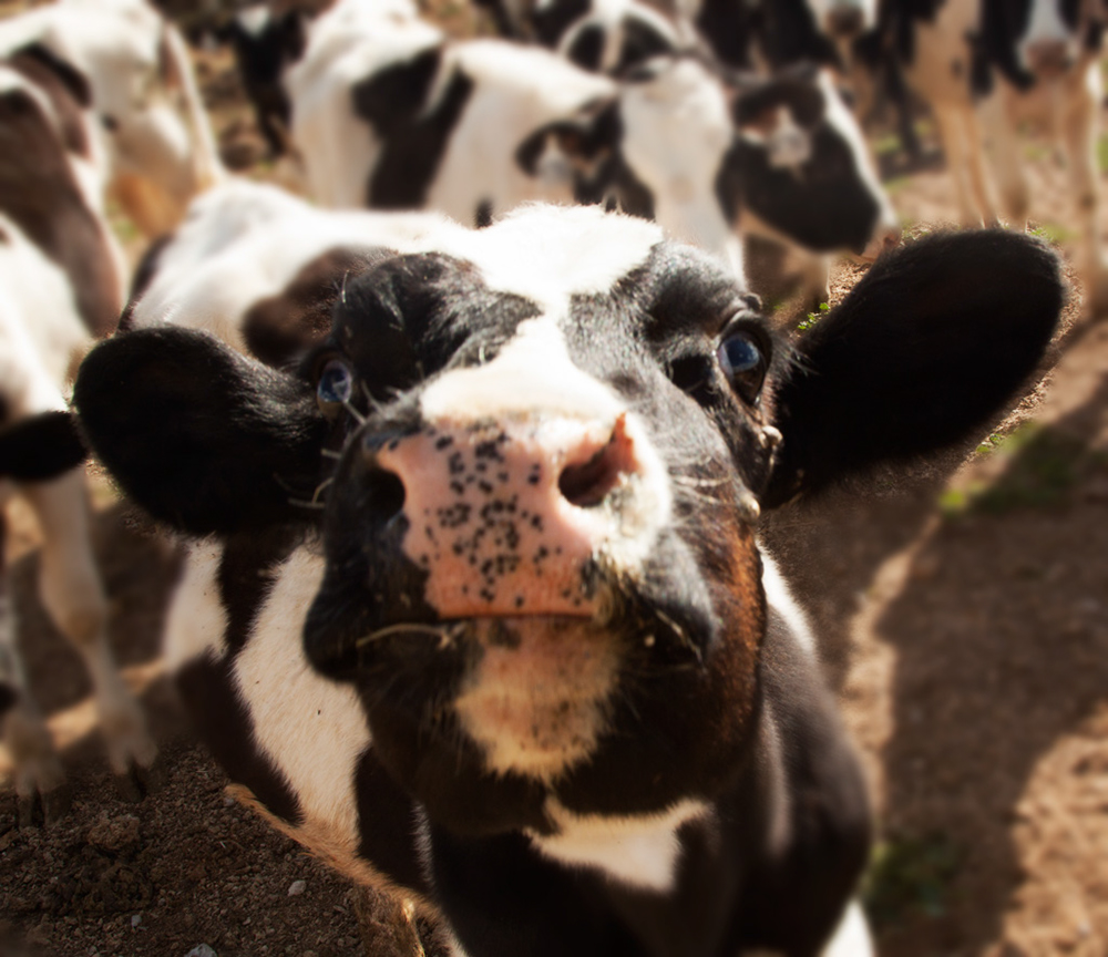 %_tempFileNameIMG_1006%