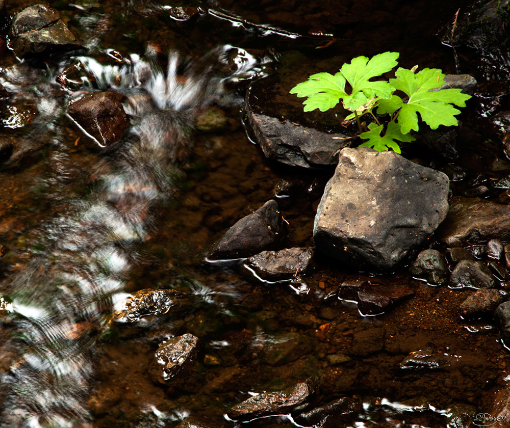 %_tempFileNameIMG_0489%