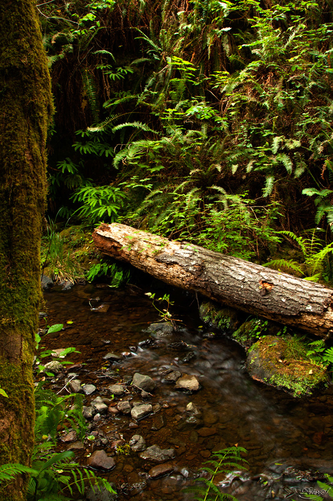 %_tempFileNameIMG_0491%