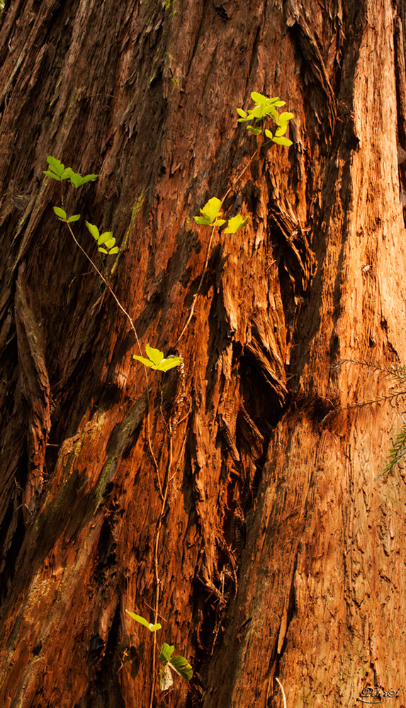 %_tempFileNameIMG_0564%