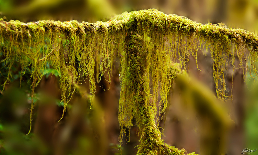 %_tempFileNameIMG_0575%