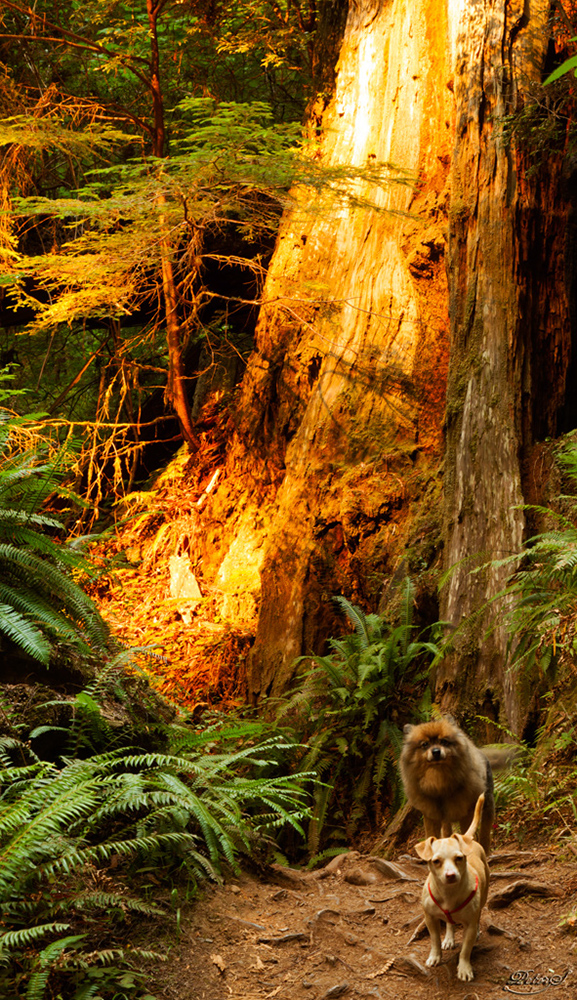 %_tempFileNameIMG_0594%