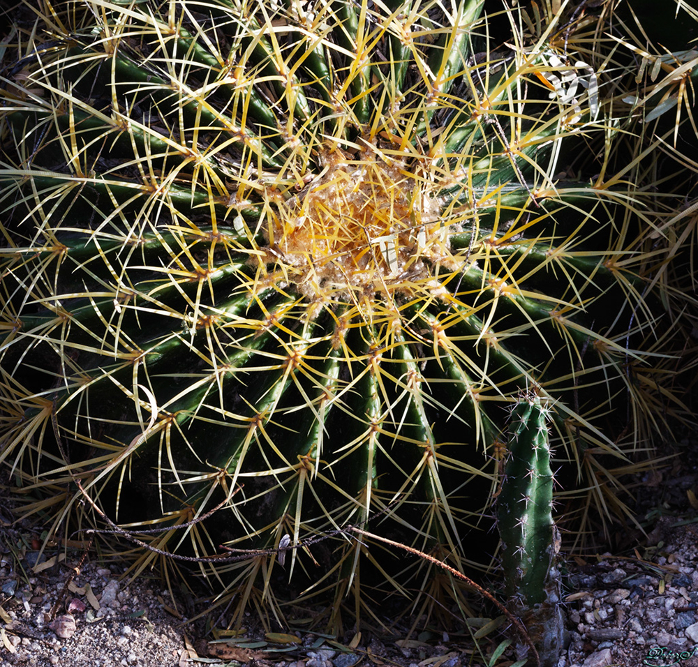 %_tempFileNameIMG_6006%