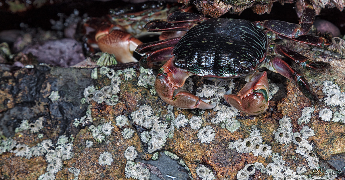 %_tempFileNameIMG_1631%