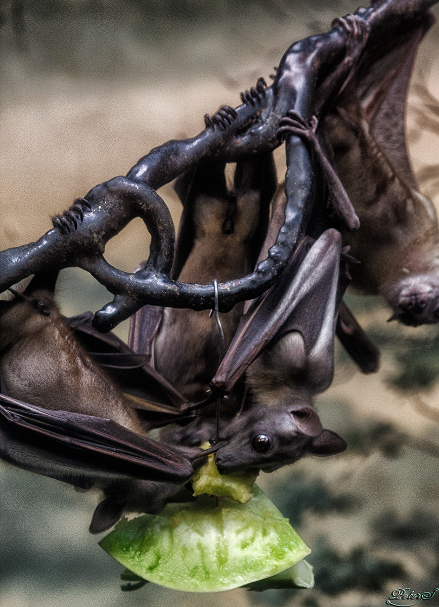 %_tempFileNameIMG_1682%