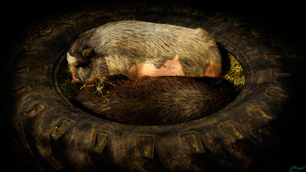 %_tempFileNameIMG_6238%