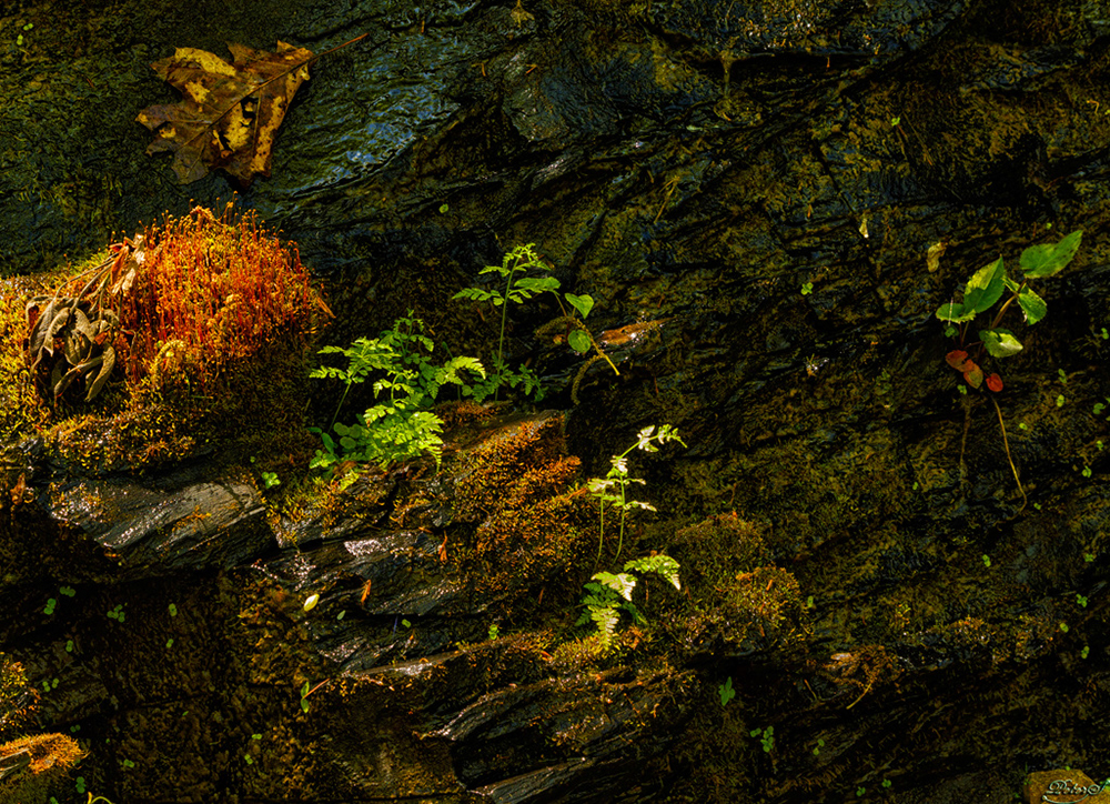 %_tempFileNameIMG_7775%