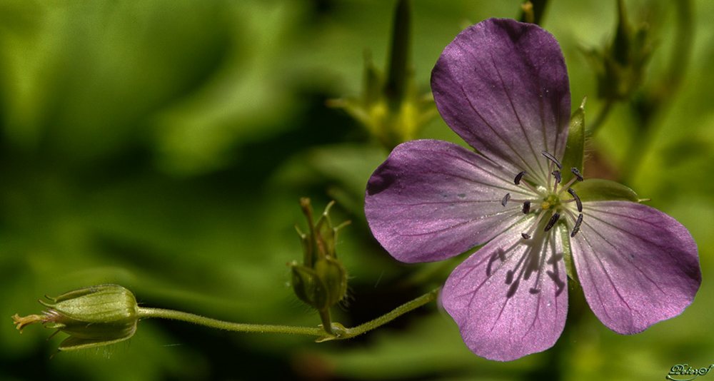 %_tempFileNameIMG_7783%