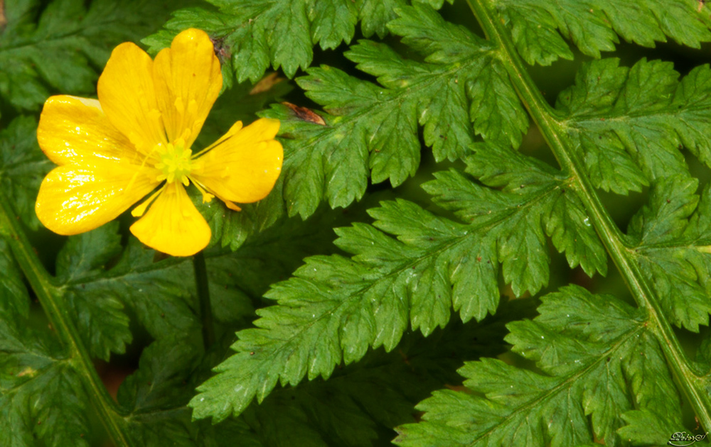 %_tempFileNameIMG_0610%