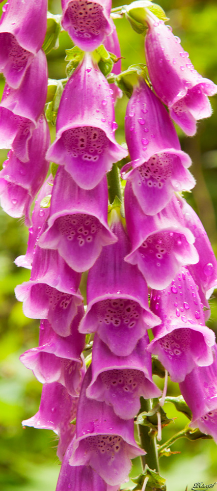 %_tempFileNameIMG_0650%