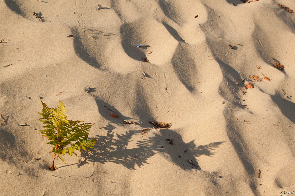 %_tempFileNameIMG_0681%