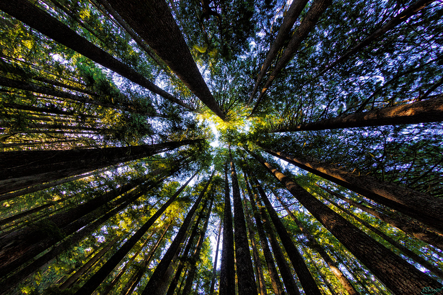 %_tempFileNameIMG_9998%