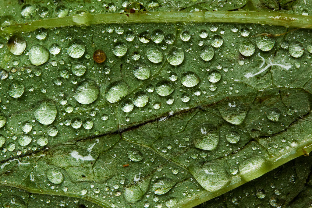 Dew