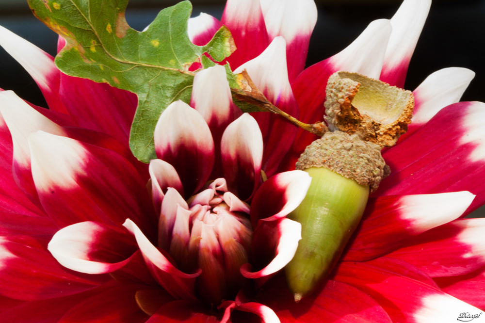 %_tempFileNameIMG_0237%