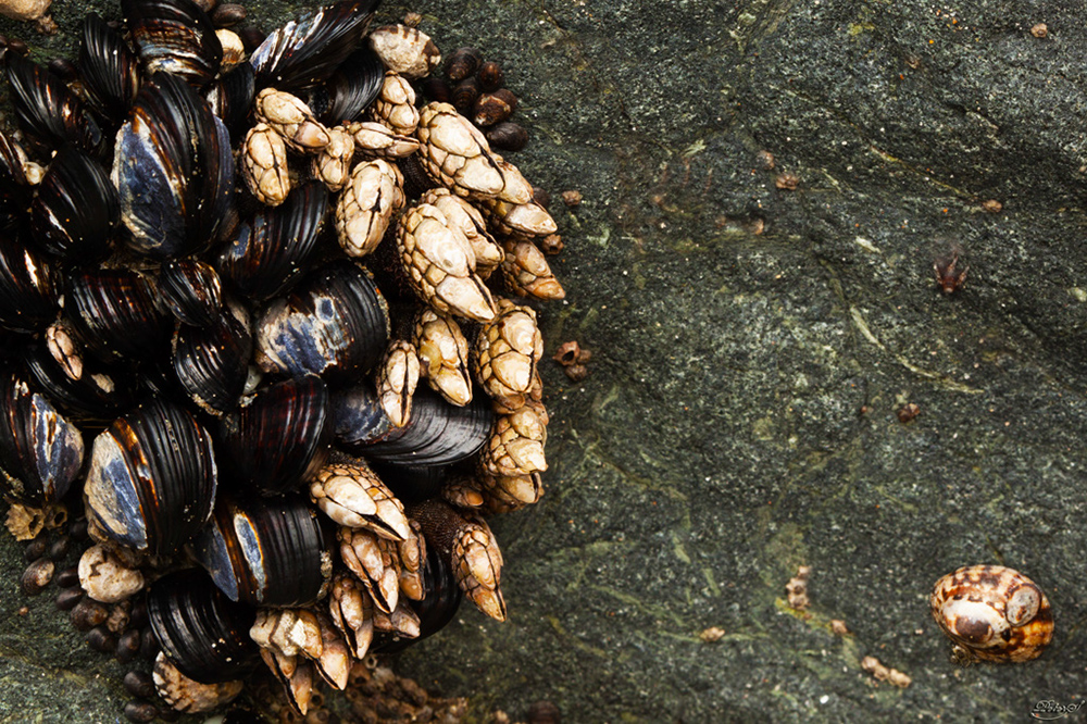 %_tempFileNameIMG_0250%