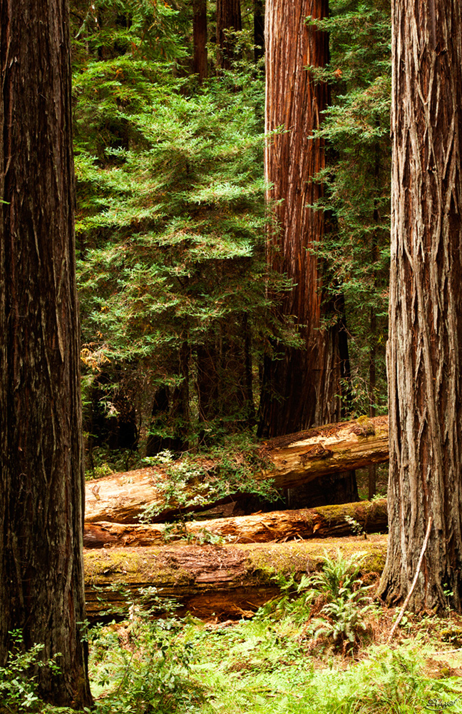 %_tempFileNameIMG_0431%