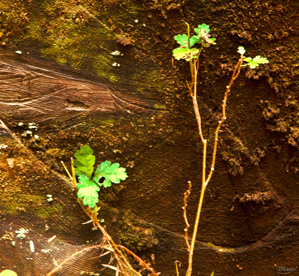 %_tempFileNameIMG_0438%