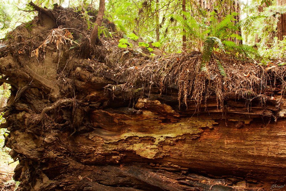 %_tempFileNameIMG_0444%