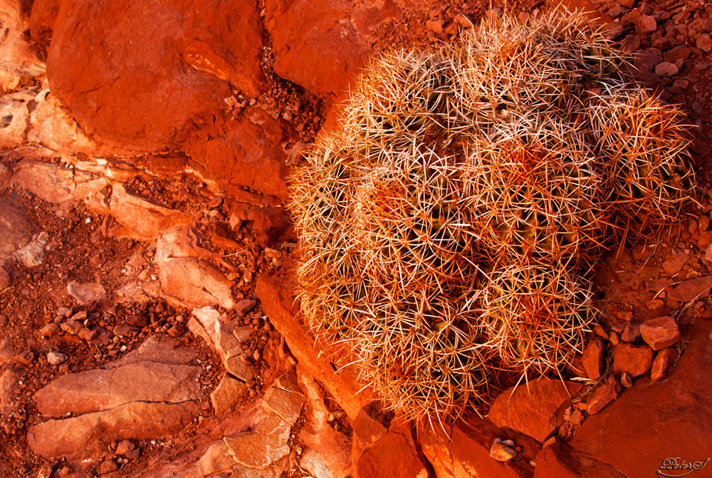 %_tempFileNameIMG_8454%