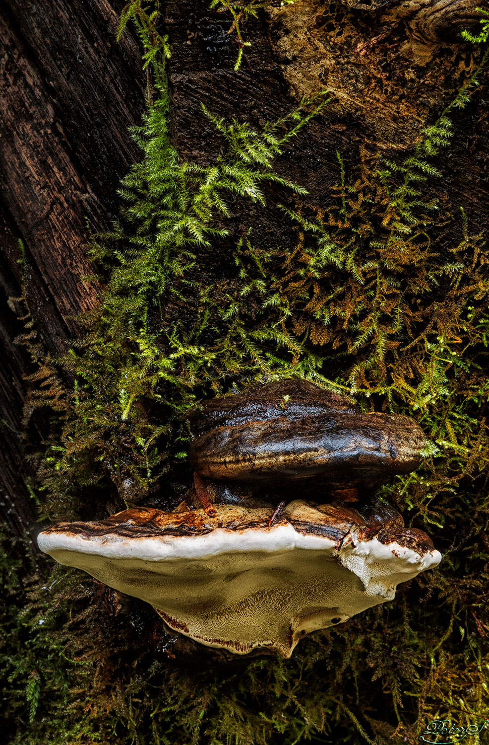 %_tempFileNameIMG_0658%