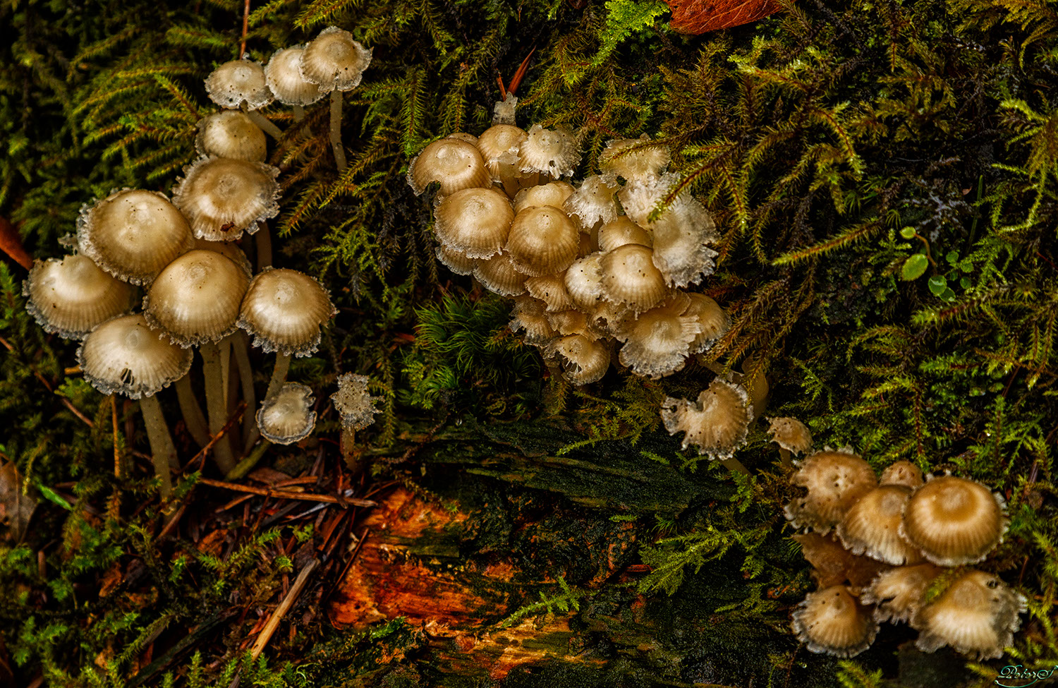 %_tempFileNameIMG_0666%