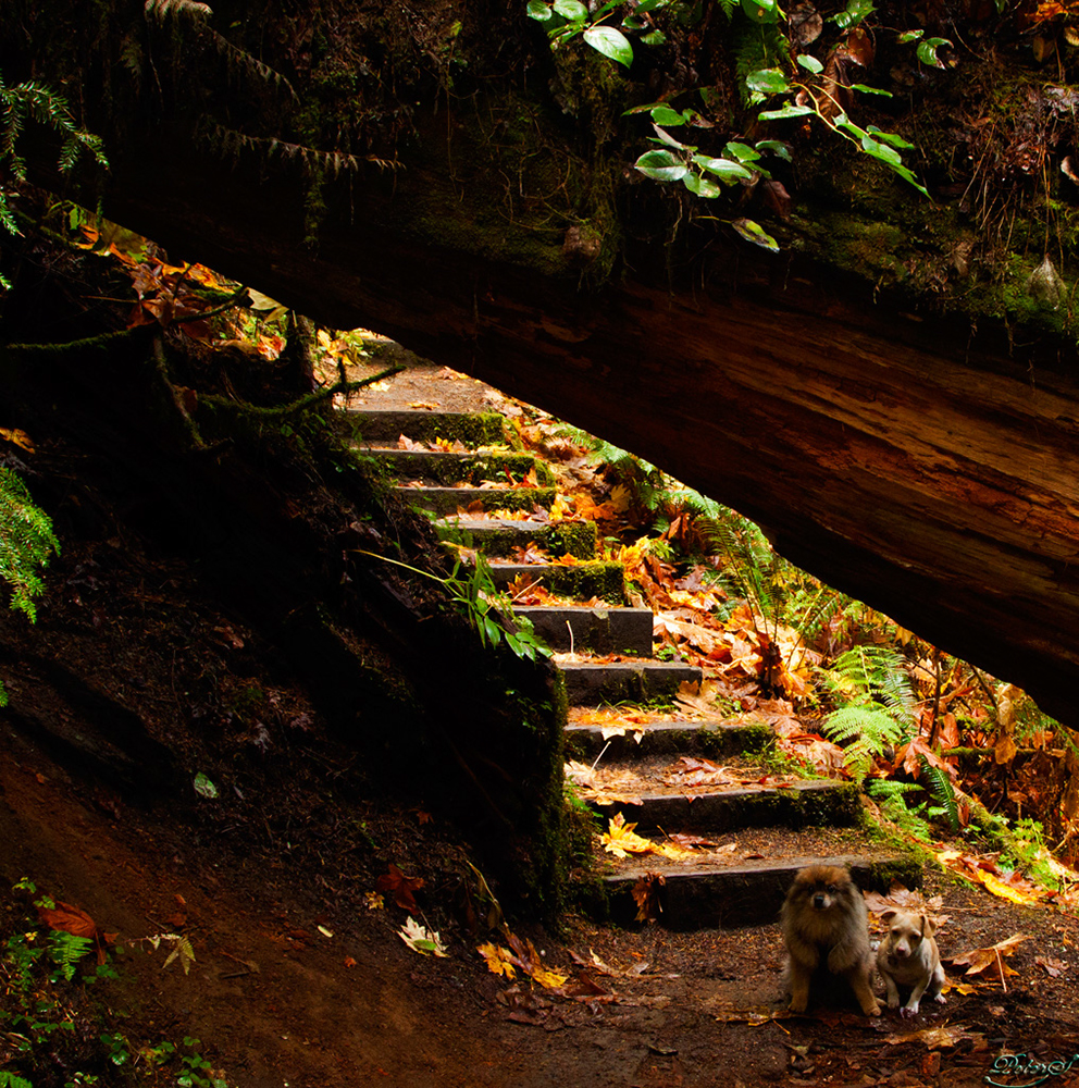 %_tempFileNameIMG_2008%