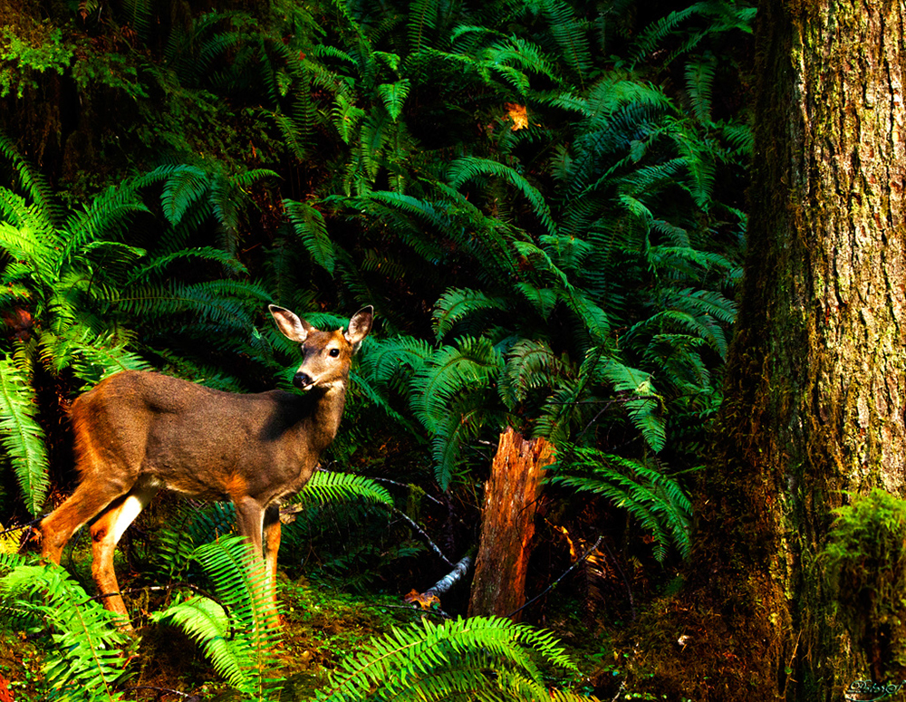 %_tempFileNameIMG_2037%