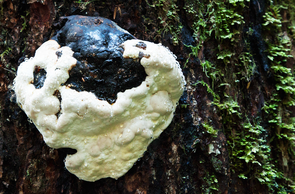 %_tempFileNameIMG_2054%