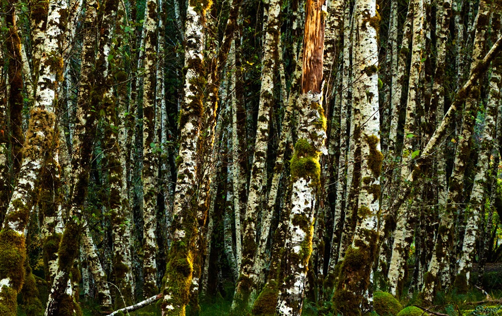 %_tempFileNameIMG_2061%