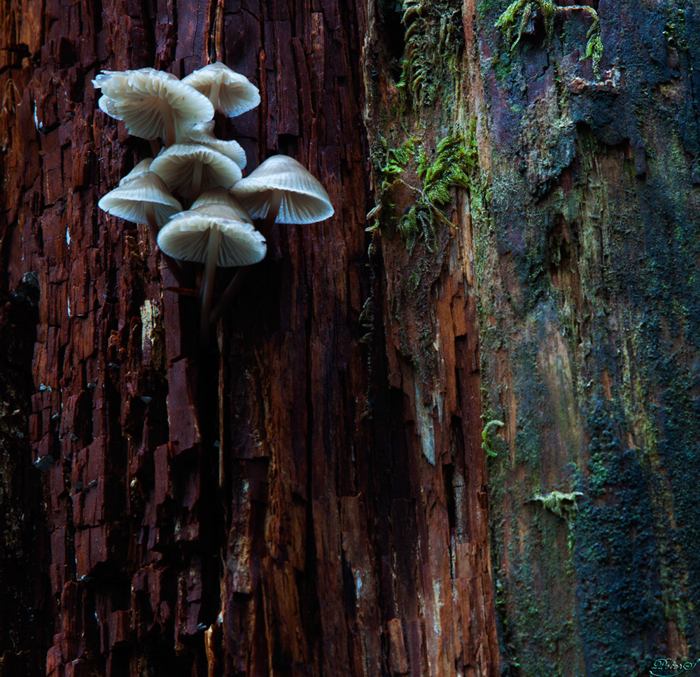 %_tempFileNameIMG_2067%