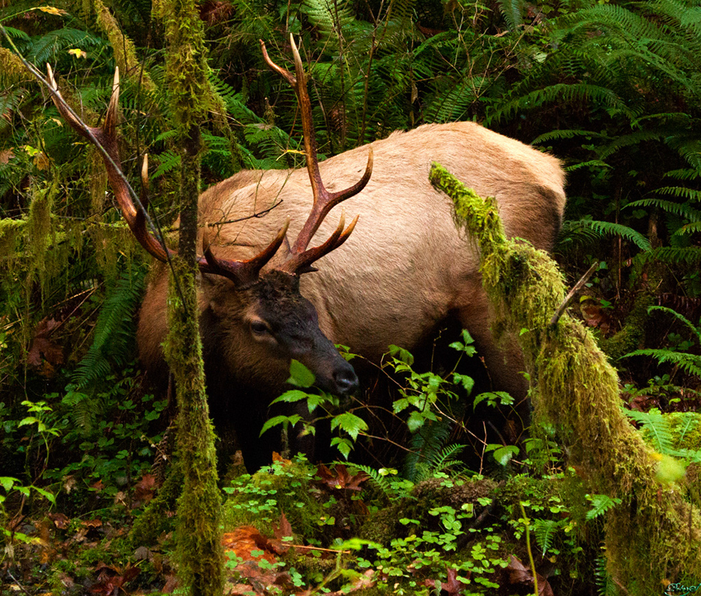 %_tempFileNameIMG_2086%