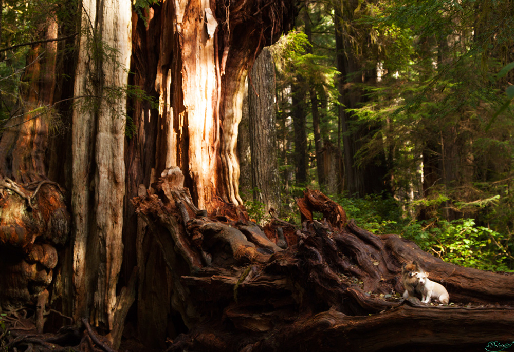 %_tempFileNameIMG_2101%